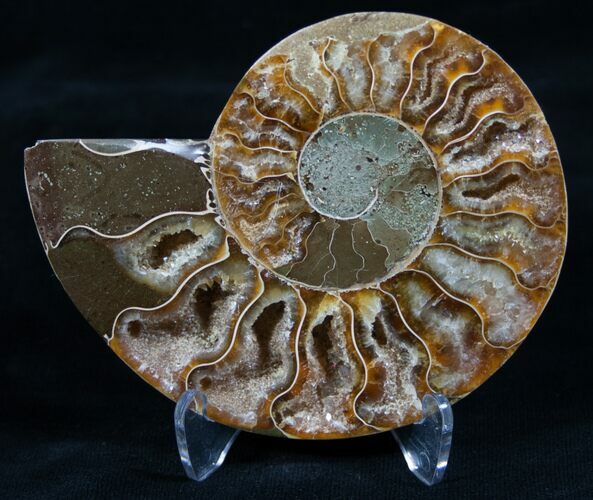 Inch Split Ammonite (Half) - Madagascar #5508